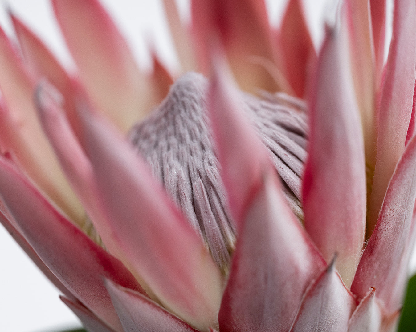 Torin vasara | Kalevala